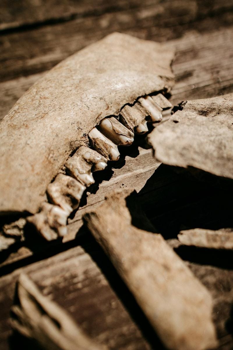 Unveiling Humanity's Foundations Through the Taş Tepeler Neolithic Heritage Project